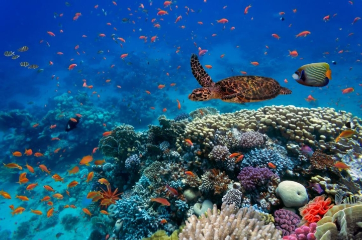 Estudio predice extinción de la vida marina por calentamiento global