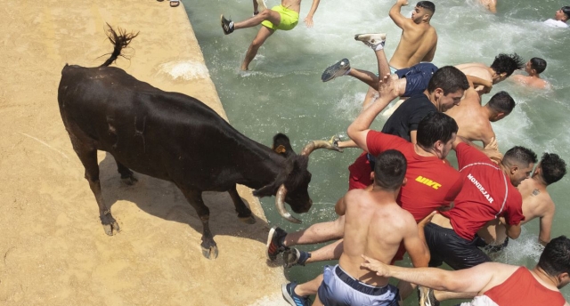 Toro fallece ahogado después de ser acosado por multitud en evento en España.
