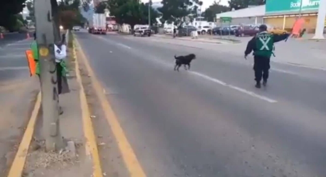 Policía detiene el tránsito para que perrito cruce la calle.