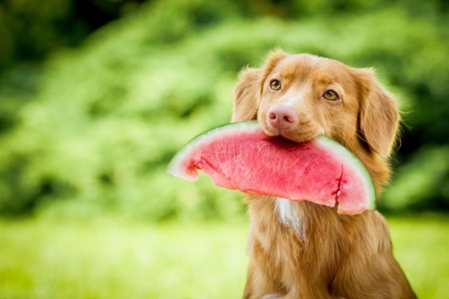 3 frutas ideales para hidratar a tu perro en el calor