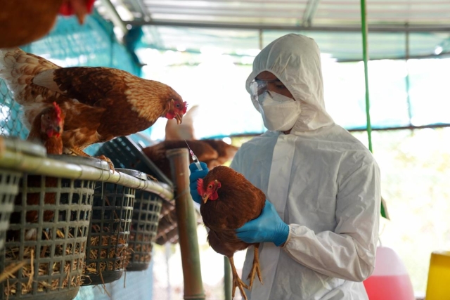OMS alerta expansión gripe aviar por cambio climático