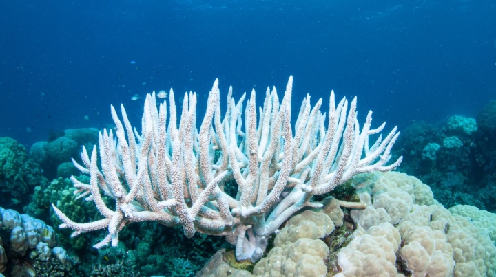 Impacto global: NOAA confirma cuarto blanqueamiento de corales