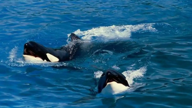 Las orcas demuestran que ya no necesitan cazar en  manadas para abatir al gran tiburón blanco