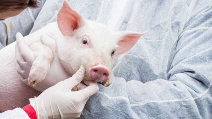 Científicos crean por primera vez cerdos para trasplantes a humanos