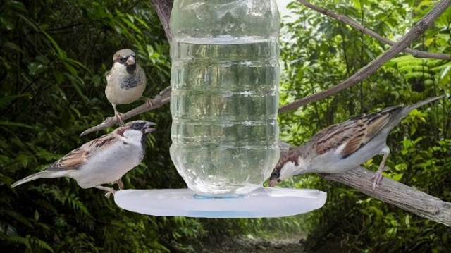 Convierte botellas de plástico en bebederos para aves