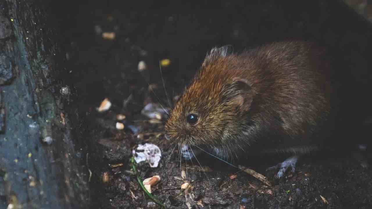 Cómo Ahuyentar Ratas y Ratones