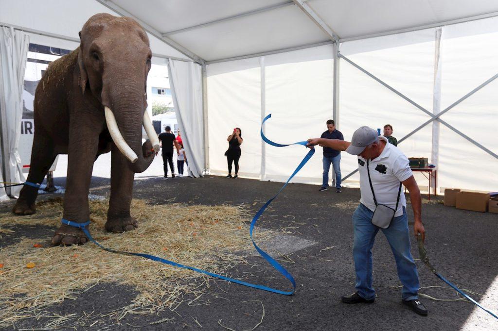 Rescatan a un elefante que fue abandonado por un Circo.