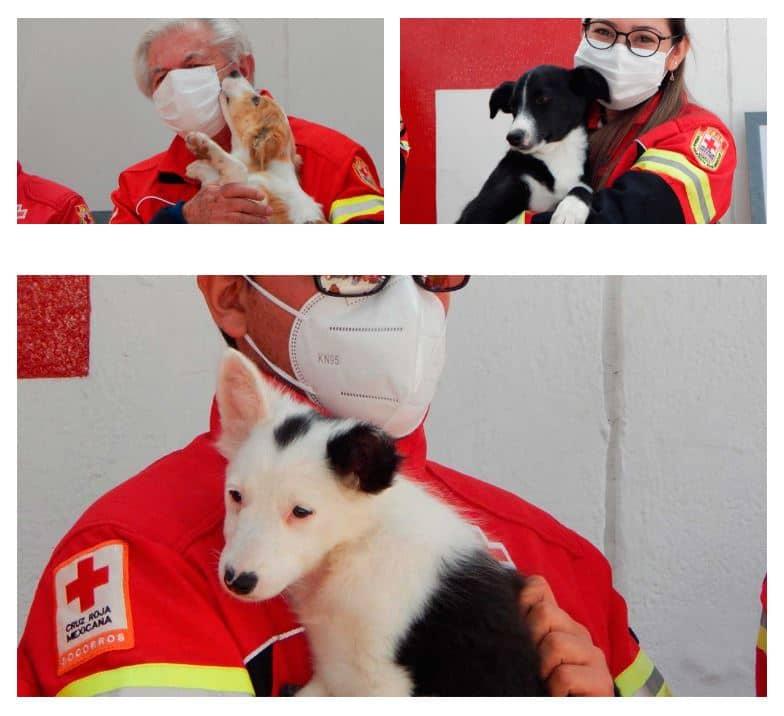 Cruz Roja adopta a 3 perritos, serán rescatistas.