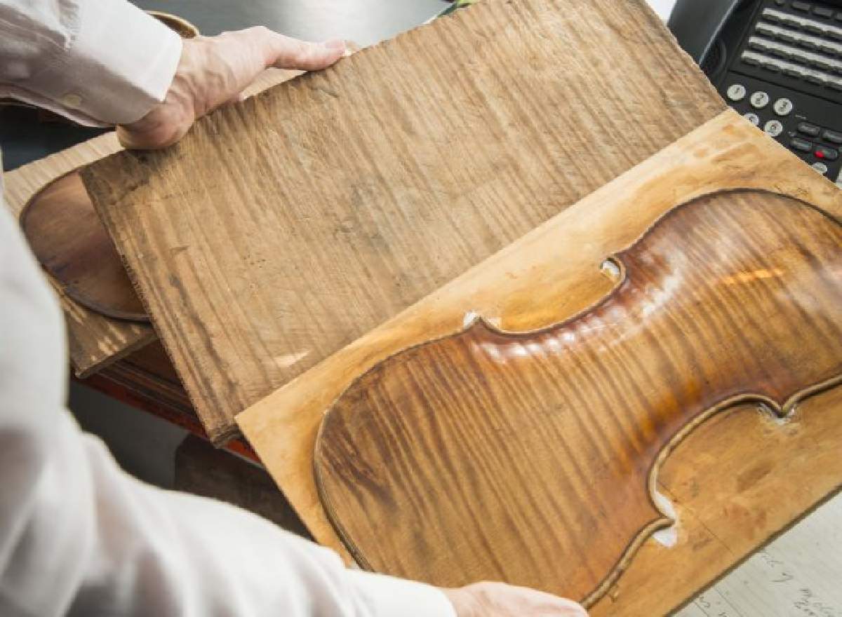 Involucrado Vamos Perpetuo Un violín africano? Un nuevo estudio prueba que con maderas autóctonas de  ese continente se podría fabricar uno