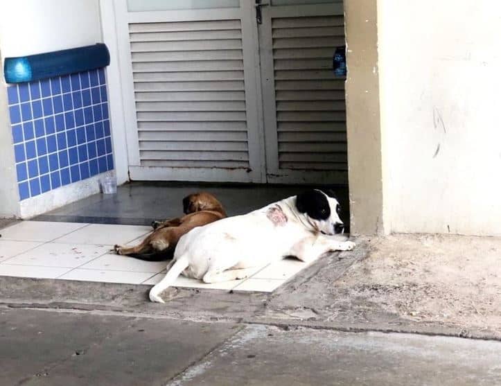 Perritos subieron a una ambulancia para acompañar a su dueño al hospital.