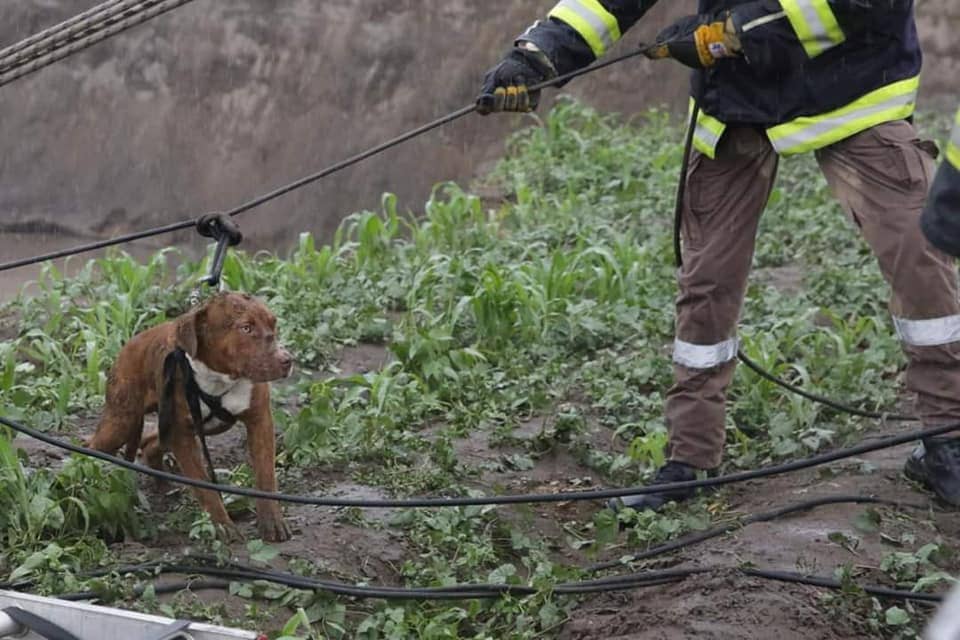 Personal de Protección civil rescato a Spay y Spike.