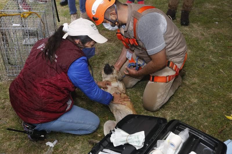 Personal de Protección Civil rescato a Spay y Spike.