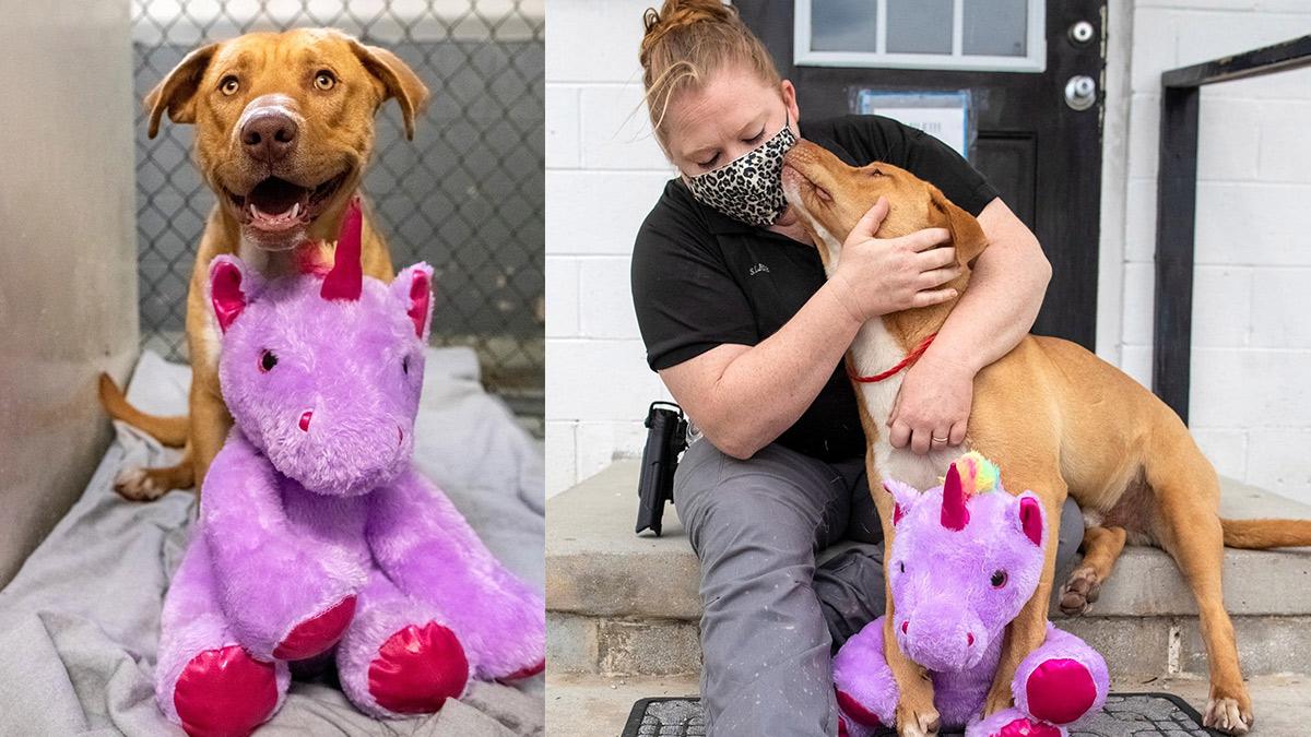 Perro que robo unicornio fue adoptado.