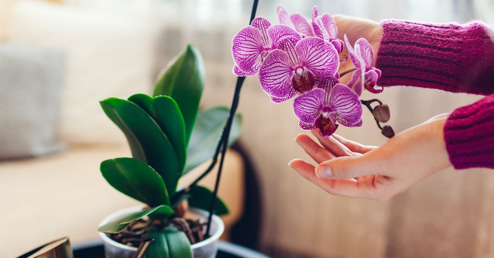 Estricto blanco lechoso Posicionamiento en buscadores Guía para cuidar las orquídeas antes y después de la floración