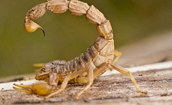 Alertan por aumento de alacranes en la zona poniente
