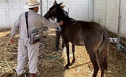 La Secretaría de Salud hizo un llamado a la población a vacunar a las mascotas y ganado. 