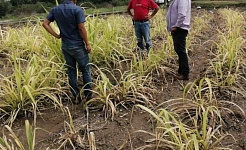 Brindan asesoría técnica gratuita a agricultores de Mazatepec