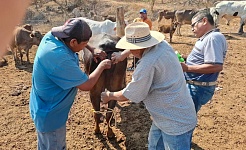 Alertan a ganaderos de Amacuzac por posible caso de gusano barrenador