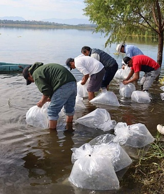 Repueblan lagunas de Coatetelco y El Rodeo con 350 mil alevines