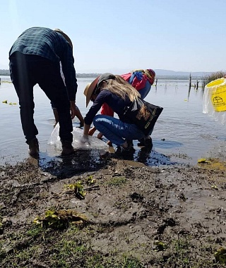 Buscan rescatar mojarra criolla en la laguna de Coatetelco