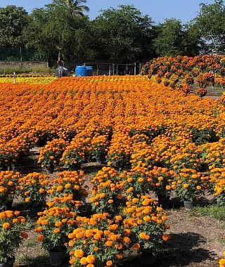 Prevén caída del 20% en producción de cempasúchil en el surponiente