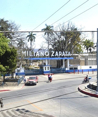 El Ingenio Emiliano Zapata de Zacatepec desconoce el grado de afectación de los cultivos por el hongo Fusarium SPP.