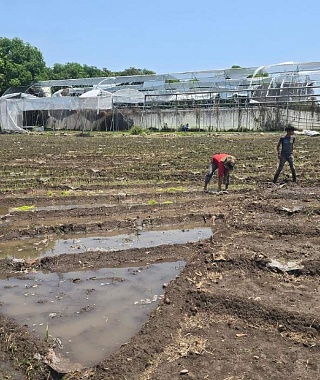 Inician arroceros de Coatlán del Río trasplante