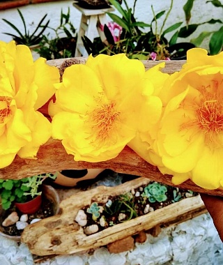 La investigación universitaria sobre plantas medicinales contribuye al rescate del conocimiento tradicional y a la generación de información científica aplicada, dijo el especialista.