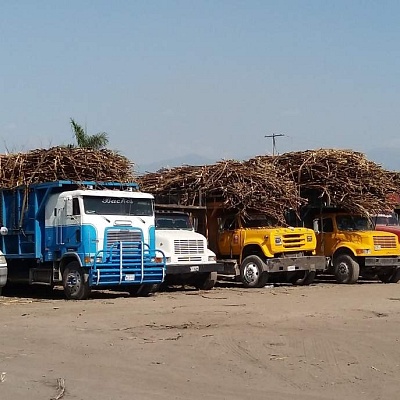 Hay incertidumbre entre productores por bajo precio en pago de caña Hay incertidumbre entre productores por bajo precio en pago de caña