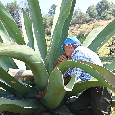 Los procesos de producción de pulque y otros productos a base de maguey se han convertido en un atractivo para las nuevas generaciones. 