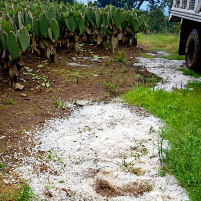 Granizo dañó cultivos en Los Altos
