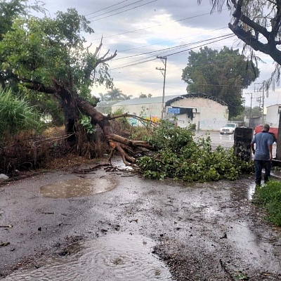 Árboles derribados deja fuerte lluvia en Ayala