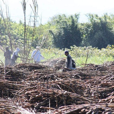 Crece despojo de tierras: campesinos 