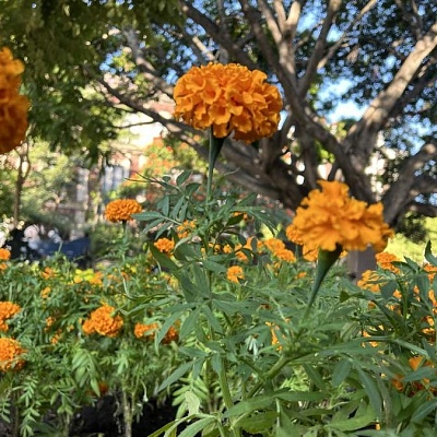 La flor de cempasúchil es uno de los elementos más simbólicos de la temporada de Día de Muertos en México.