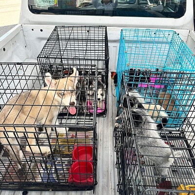 Llaman a combatir venta de animales