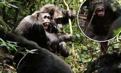 El mayor grupo de chimpancés del mundo  se divide y termina en violencia letal