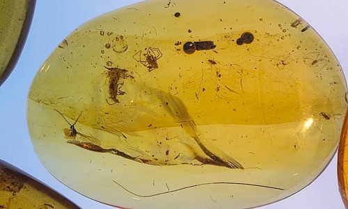 Una hormiga Stem junto a, probablemente, una avispa parásita y una araña.