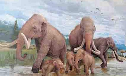 ADN de mamut de México revela un linaje divergente