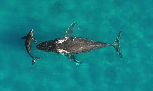 Madre y cría de ballena jorobada.