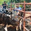 Establecen cerco sanitario en colonia de Yautepec para contener caso de rabia
