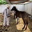 La Secretaría de Salud hizo un llamado a la población a vacunar a las mascotas y ganado. 