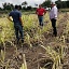 Brindan asesoría técnica gratuita a agricultores de Mazatepec