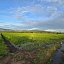 Arroceros de Coatlán del Río prevén buena cosecha