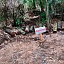 Los inspectores de la Profepa encontraron en el predio tocones, trozas cortas y brazuelo de madera como evidencia del derribo de árboles. 