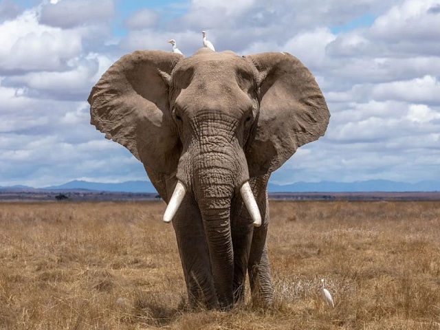 Turismo animal