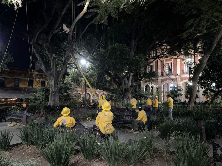 Retiran árbol en Plaza de Armas para garantizar seguridad de transeúntes