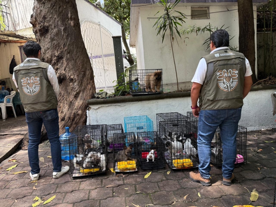 Asegura Secretaría de Desarrollo Sustentable animales en Cuautla por venta en la vía pública