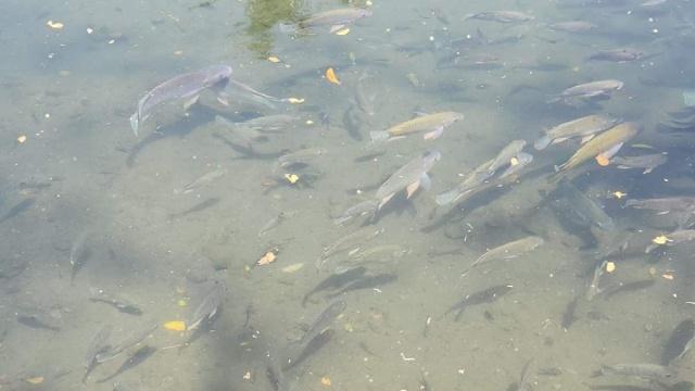 La pesca ha disminuido en cuerpos de agua del poniente.