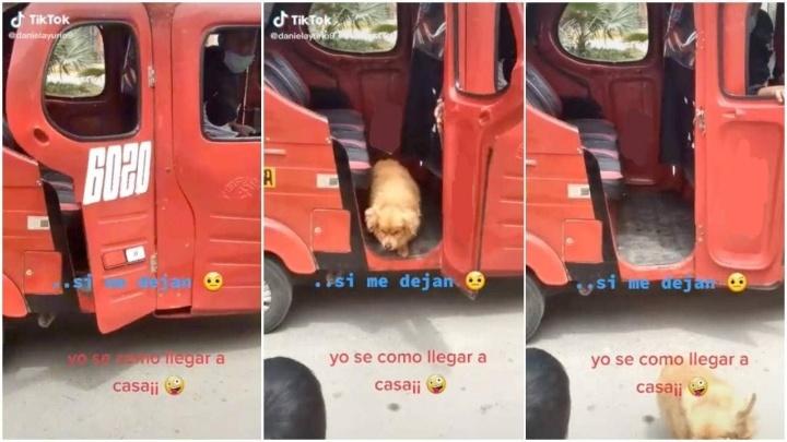 Perro escapa de su casa.