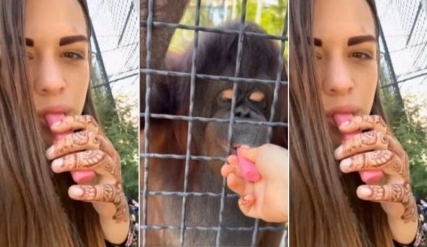 Boxeadora causa indignación al dar vape a una orangután en zoológico de Crimea